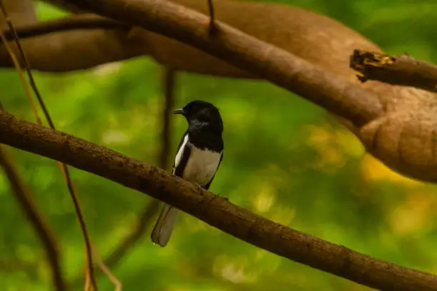 The oriental magpie-robin (Copsychus saularis) is a small passerine bird that was formerly classed as a member of the thrush family Turdidae, but now considered an Old World flycatcher. They are distinctive black and white birds with a long tail that is held upright as they forage on the ground or perch conspicuously. Occurring across most of the Indian subcontinent and parts of Southeast Asia, they are common birds in urban gardens as well as forests. They are particularly well known for their songs and were once popular as cagebirds. The oriental magpie-robin is the national bird of Bangladesh.
