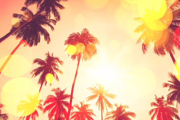 istock Copy space of silhouette tropical palm tree with sun light on sunset sky and cloud abstract background. 1212728996