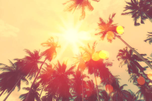 Copy space of silhouette tropical palm tree with sun light on sunset sky and cloud abstract background. Summer vacation and nature travel adventure concept. Vintage tone filter effect color style.