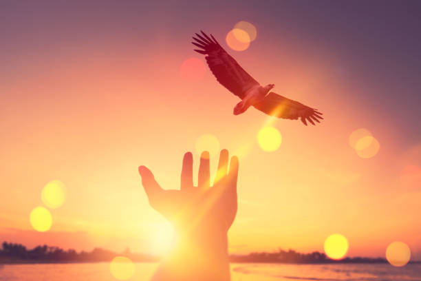 istock Man open hand up with eagle bird flying on tropical sunset background. Freedom and feel good concept. 1212729082