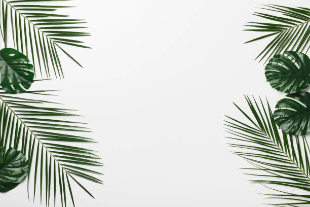 istock Green leaves monstera and branch palm isolated on white 1212729140
