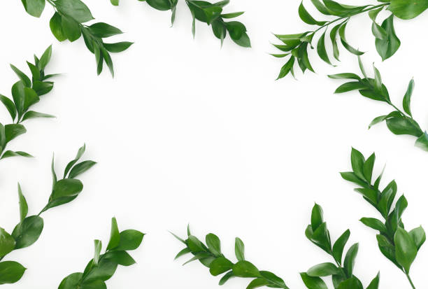 istock Natural frame of green leaves on white background 1212729326