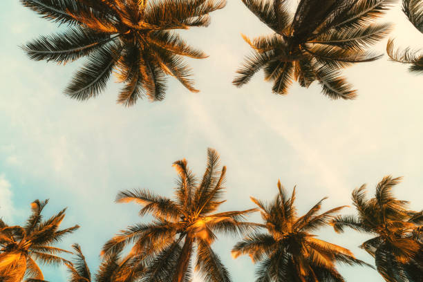 istock Copy space of tropical palm tree with sun light on blue sky and white cloud abstract background. 1212729530