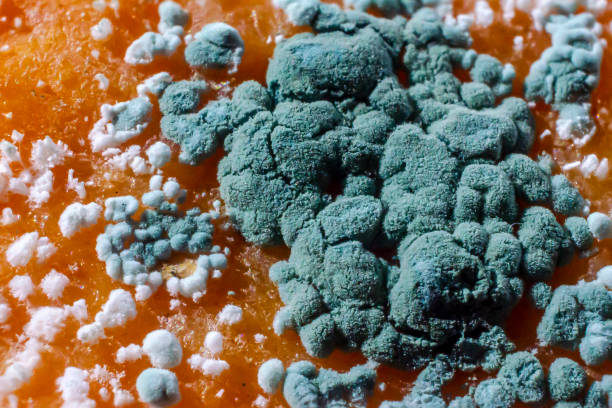 molde de penicillium en una fruta de naranja - penicillium fotografías e imágenes de stock