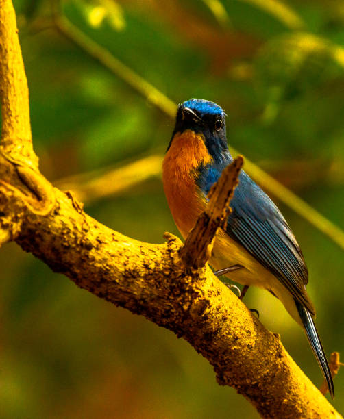 istock Photoshoot of a Tickell's Blue Flycatcher perched on a small tree branch. 1212732686