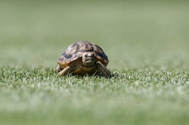 istock Baby leopard tortoise walking on grass 1212732719