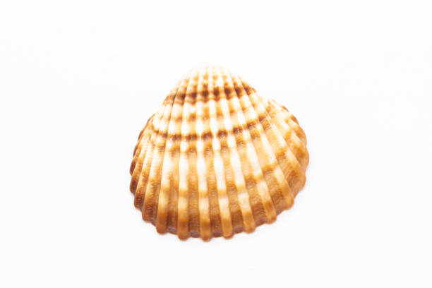 istock Beautiful seashell isolated on a white background 1212734589