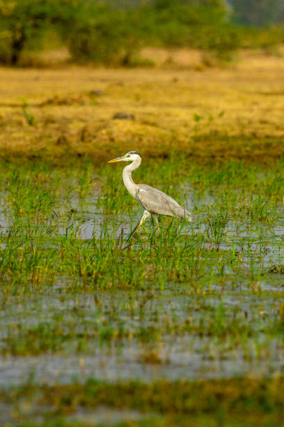 airone grigio in piedi in una zona umida al vadhwana bird sanctuary vicino a vadodara nel gujarat, india. - 7047 foto e immagini stock