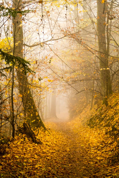 A path through a beech forest in autumn in the fog.