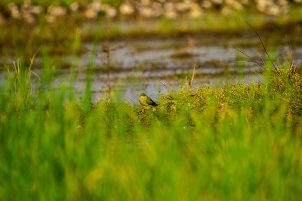 istock The collared pratincole (Glareola pratincola), also known as the common pratincole or red-winged pratincole, is a winter visitor to India. 1212739506