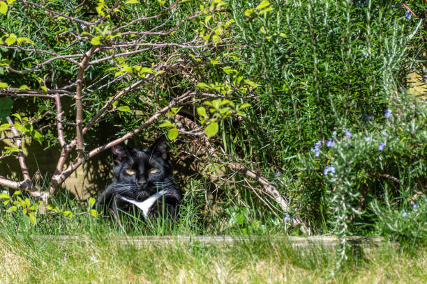 Domestic cat sits camouflaged in a herbaceous border