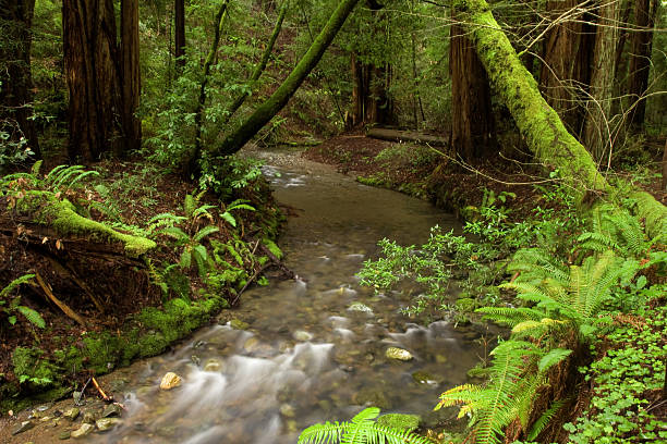 Idillio Foresta scena - foto stock