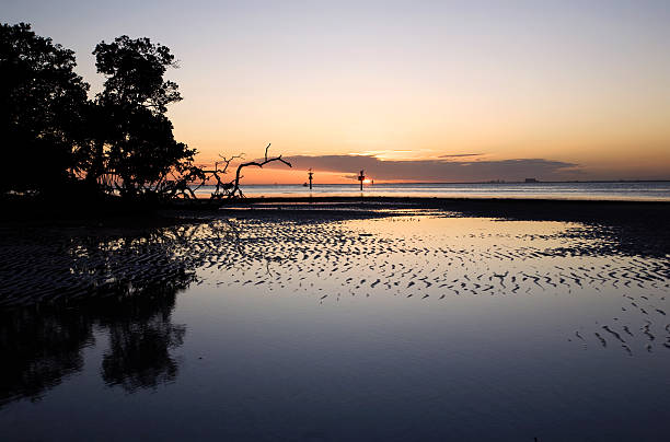 calm tidal flats - 淺的 個照片及圖片檔