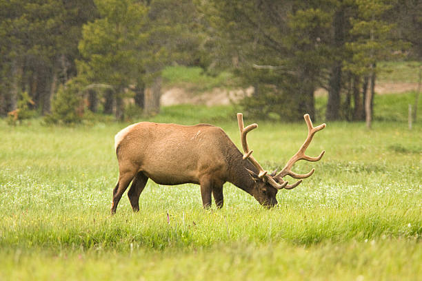 Big Elk Pascolare - foto stock