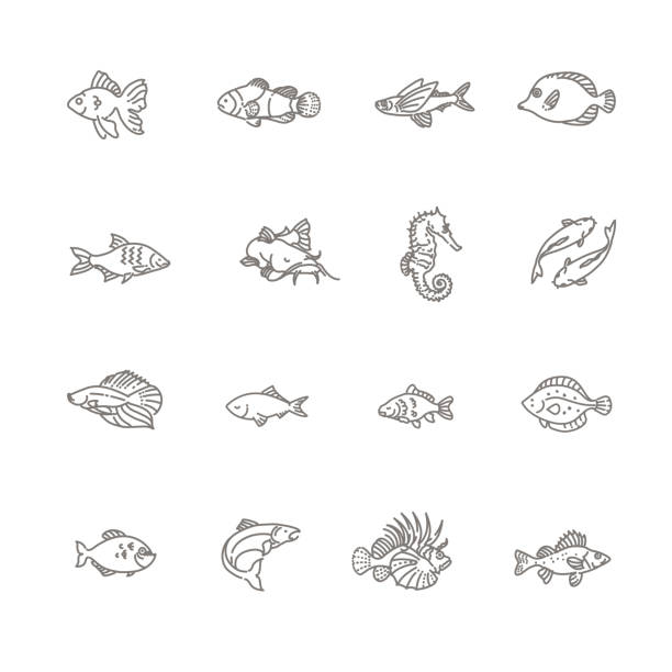 illustrazioni stock, clip art, cartoni animati e icone di tendenza di set di icone di pesci vettoriali. set di icone di pesci contorno vettoriale, acquario - passera