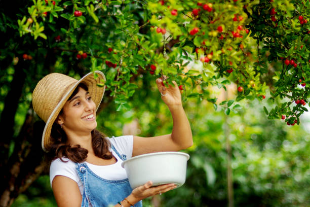 Woman in long dress picking walnuts from walnut tree for healthy snack