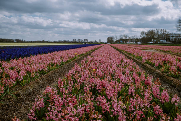 istock Floral spring background. Purple hyacinths, traditional easter flowers, easter background Netherlands Lisse 1212746496