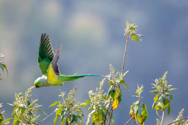 Photo of a male rose-ringed parakeet ( Psittacula krameri ) taking flight from a tree branch Photo of a male rose-ringed parakeet ( Psittacula krameri ) taking flight from a tree branch krameri stock pictures, royalty-free photos & images