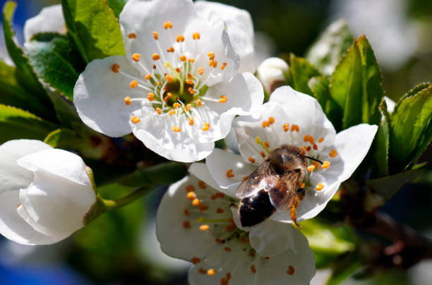 istock Yellow wasp on the flowers 1212748469