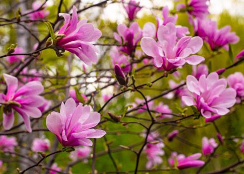 blooming tree - beautiful blossomed magnolia branch in spring - magnolia flower