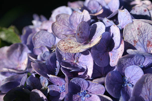 Hydrangea macrophylla with Water Damage stock photo