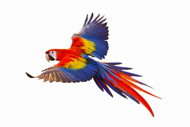 Parrot Colorful macaw parrots isolated on white. parrot stock pictures, royalty-free photos & images