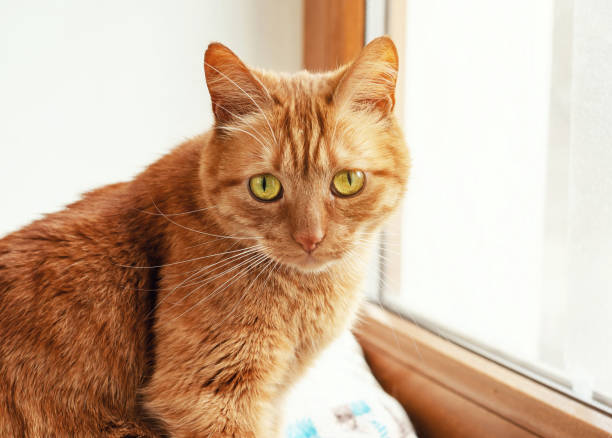 istock Red cat is sitting on the windowsill, looking at the camera. 1212750659