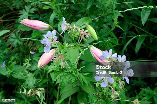 Foto de O Jardim e mais fotos de stock de Ajardinado - Ajardinado, Beleza natural - Natureza, Botão - Estágio de flora