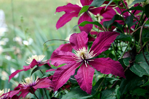 Flowers of perennial clematis vines in the garden. Beautiful clematis flowers near the house.