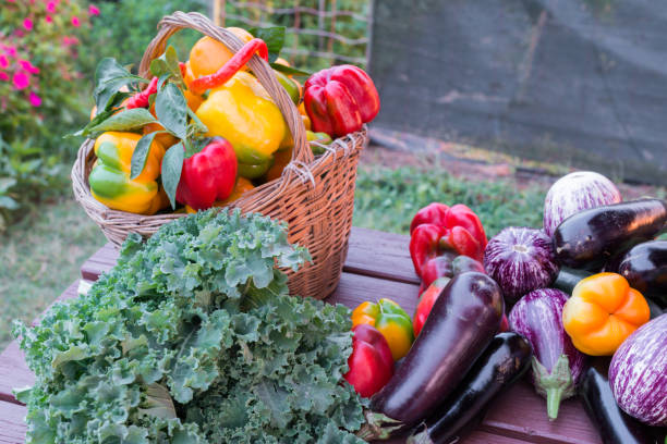 istock Growing in an organic garden 1212751007