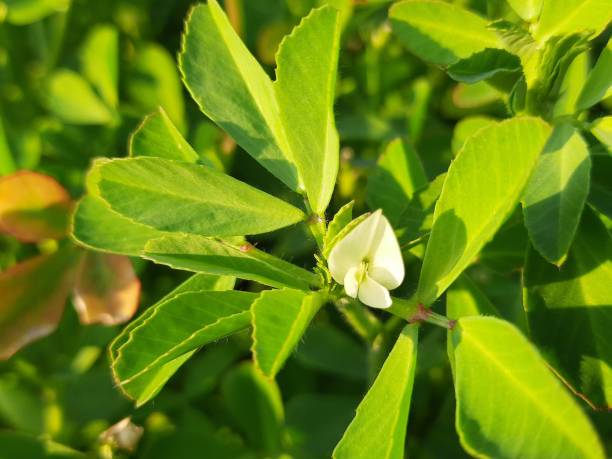 istock Fenugreek plant with white flowers. 1212752113