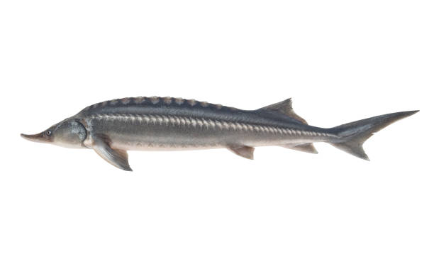 Fresh sturgeon fish isolated on white background Fresh sturgeon fish isolated on white background sturgeon fish stock pictures, royalty-free photos & images