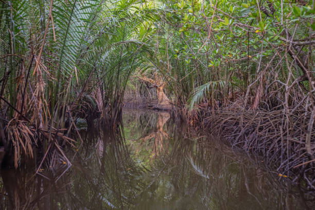 istock The art of nature, Mangrove Forest 1212753789