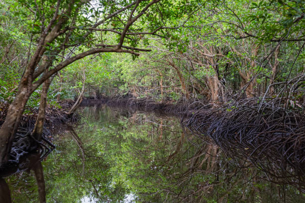 istock The art of nature, Mangrove Forest 1212753807