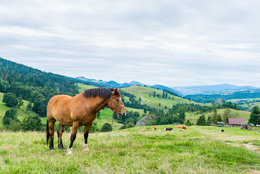 horse and cows on a mountain meadow, Pieniny, Poland