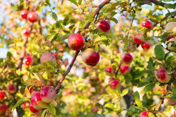 Apples red ripe fruits on branch sky background. Apples harvesting fall season. Gardening and harvesting. Organic apple crops farm or garden. Autumn apples harvesting season. Rich harvest concept. manzanas frutos rojos maduros sobre fondo de cielo ramificado. temporada de otoño de cosecha de manzanas. jardinería y cosecha. cultivos de manzana orgánica granja o jardín. temporada de cosecha de manzanas de otoño. concepto de cosecha rica