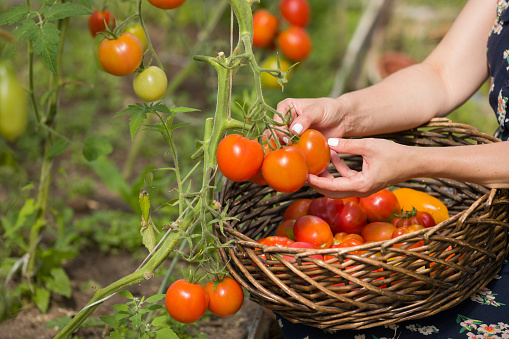 Closeup of woman's hands harvesting fresh organic tomatoes in her garden. Farmer Picking Tomatoes. Vegetable Growing. Gardening concept
