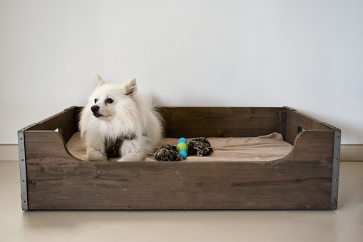 wooden dog basket. Bed for a dog made from wood. with a dog toy.