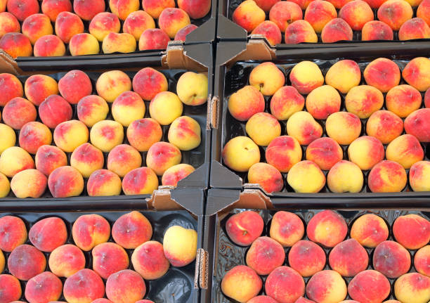 Agricultural activity in Italy and organic farming: picking peaches from the trees