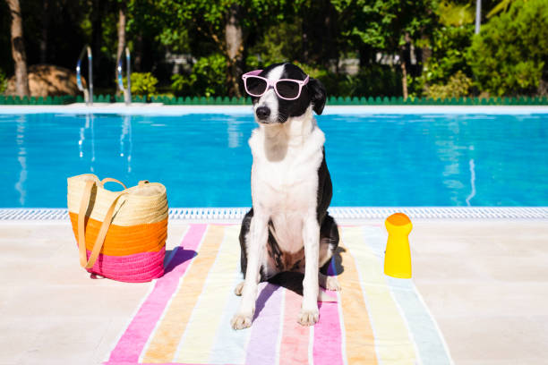 istock Funny dog on summer vacation at swimming pool 1212757257