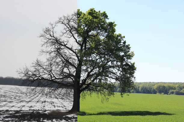 istock collage with mixed different sides of tree with changing seasons from winter to autumn 1212758205