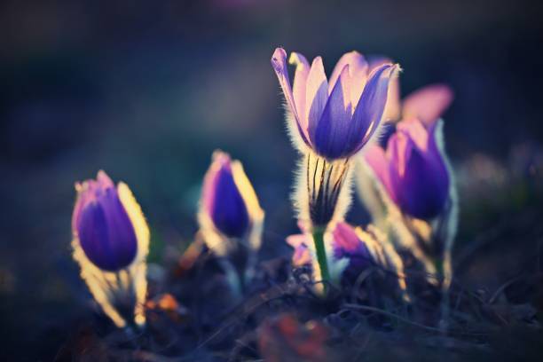 Spring background with flowers in meadow. Pasque Flower (Pulsatilla grandis) Spring background with flowers in meadow. Pasque Flower (Pulsatilla grandis) pulsatilla grandis field stock pictures, royalty-free photos & images