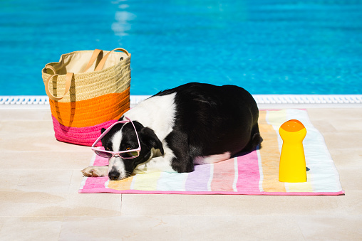 Cute female dog wearing sunglasses and sunbathing at poolside on summer. Funny summertime vacation concept.