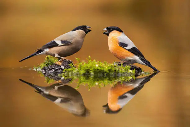 Pair of male and female eurasian bullfinch, pyrrhula pyrrhula, sitting just above water level with their reflection mirrored on surface. Two cute colorful passerine birds drinking from pond.