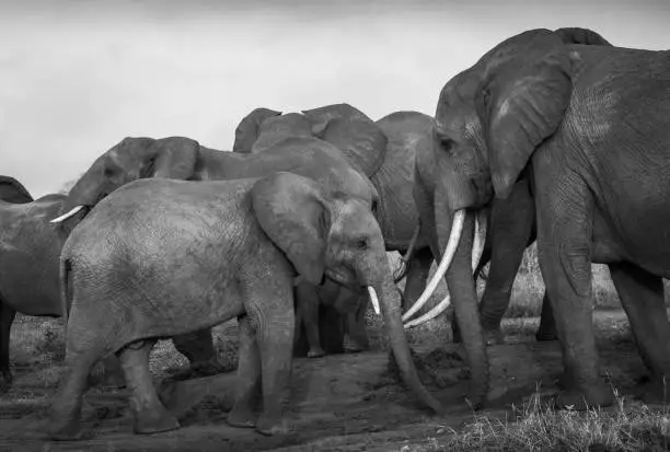 African wildlife in Tsavo East National Park, Kenya Black and white landscape photography