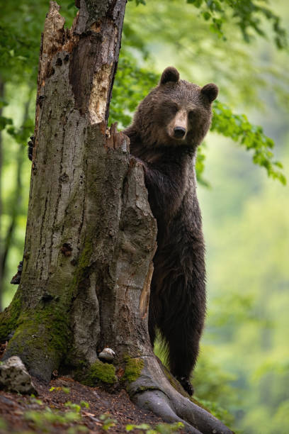 istock Attentive brown bear climbing the old tree while looking for some food 1212762774