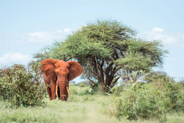 elefantenfamilie in der savana in afrika, safari in tansania, kenia, uganda - lake nakuru stock-fotos und bilder