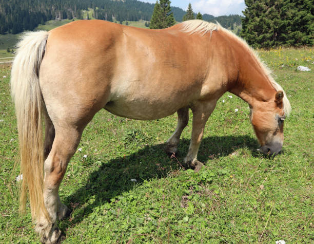 istock brown horse eating grass 1212763070