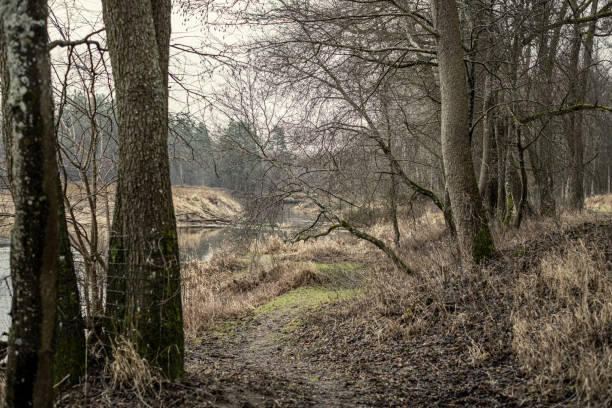istock empty winter forest in winter with no snow and no tree leaves. park walkway 1212763309