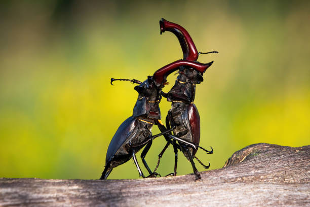 олень жуков, стоящих в вертикальном положении во время территориального боя - жук олень фотографии стоковые фото и изображения